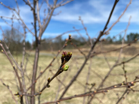 Buds ready to blossom